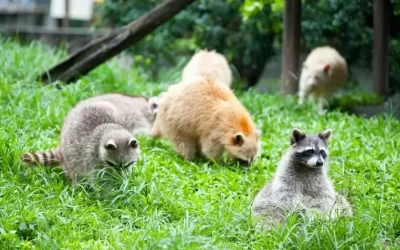 Farm Dream Estates Ticket in Hualien
