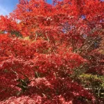 Aowanda and Buqaiz Day Tour in Nantou