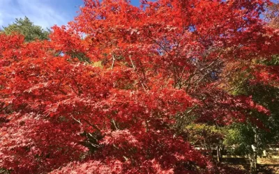 Aowanda and Buqaiz Day Tour in Nantou