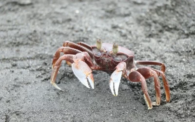 Pingtung: Sand Crab Fishing Experience at Linbian Crescent Bay
