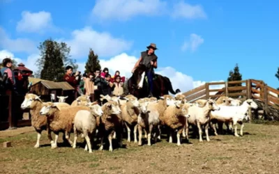 Qingjing Farm, Sun Moon Lake, and Alishan Carpool 3 Day Tour from Taipei