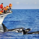 Hualien Whale-Watching Tour by Whale World