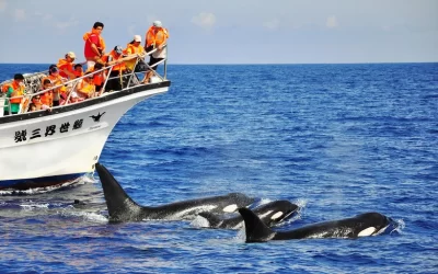 Hualien Whale-Watching Tour by Whale World