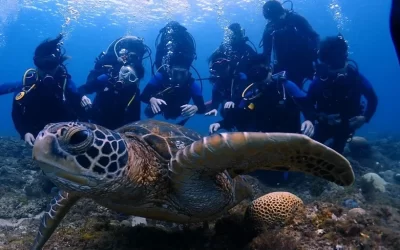 Pingtung Lambai Island | Ya Dive | Diving, PADI OW, or PADI AOW course