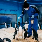 Penguin Encounter at National Museum of Marine Biology & Aquarium