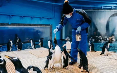 Penguin Encounter at National Museum of Marine Biology & Aquarium