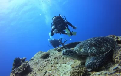 [Diving Certification] Blue Safari 4D3N PADI Open Water Diver Course in Green Island