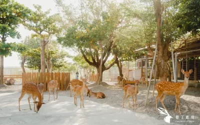 Paradise of Deer Ticket in Kenting Pingtung