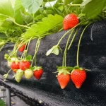 Miaoli Great Lakes Strawberry Picking Experience (advance reservation required)