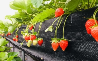Miaoli Great Lakes Strawberry Picking Experience (advance reservation required)