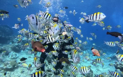 Taitung: Green Island Cape of Good Hope Snorkeling Experience Diving