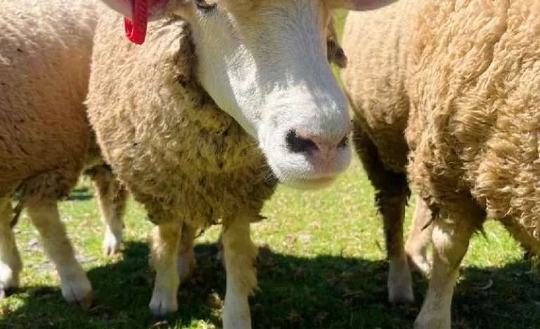 igd4norfge22ad70emdy