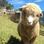 Sun Moon Lake & Cingjing Farm One-Day Tour (Taichung City Hotel Pickup)