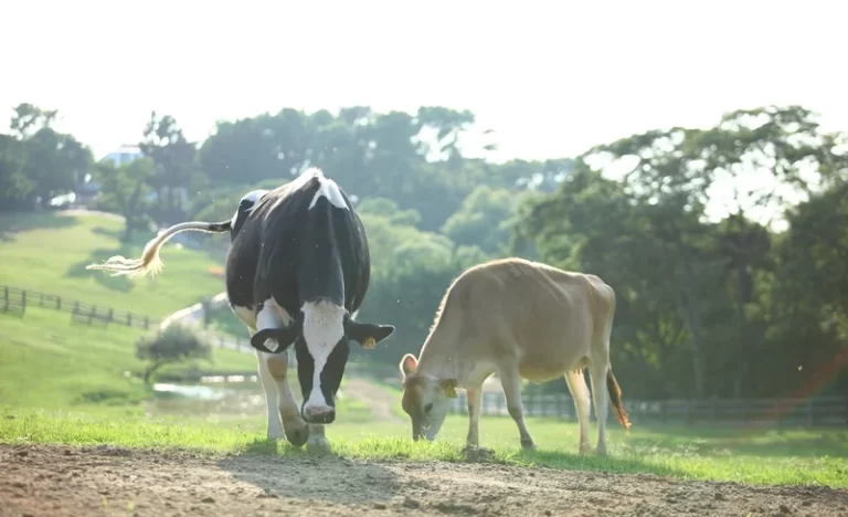 koesonsyrverqmnj6p66