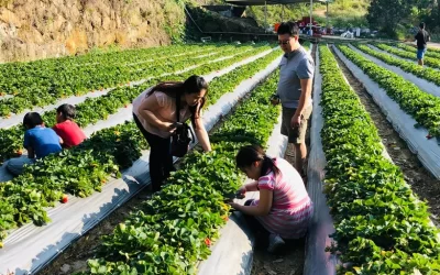 Miaoli Orange Second Generation Strawberry Farm: Fruit Picking Ticket