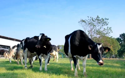 Four Ways Ranch Ticket and Experience in Miaoli