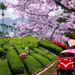Chiayi: Alishan Mountain Discovery Journey from Kaohsiung