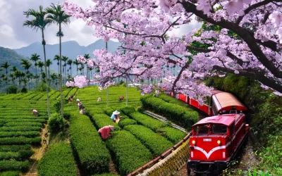 Chiayi: Alishan Mountain Discovery Journey from Kaohsiung