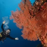 Taitung: Green Island Shuiqing Diving Hostel Diving Experience