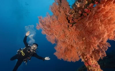 Taitung: Green Island Shuiqing Diving Hostel Diving Experience