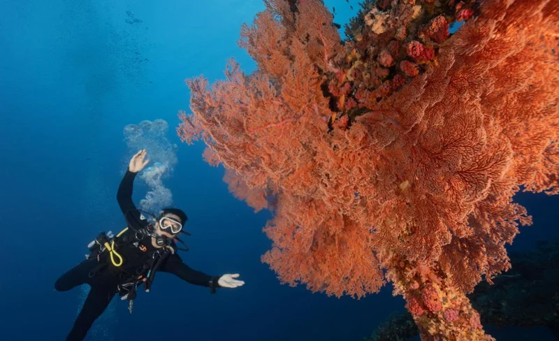 Green Island: Water Propeller Course & Experience