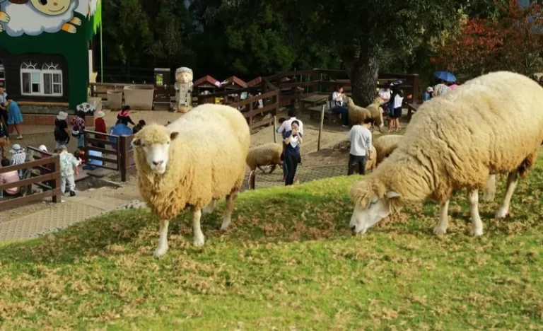 panfmpo65k9foaps5mvk