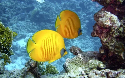 Northeast Discover Scuba Diving at Longdong (Free Diving License)