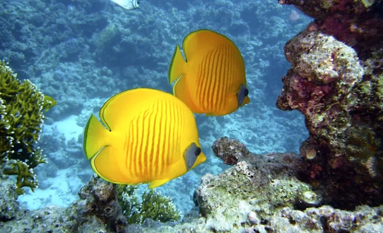 rdlhumbwwjdmvsrq8woj