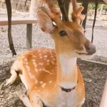 Pingtung Kenting Kencao Fun Parent-child Park Ticket