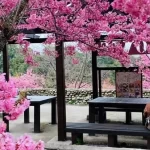 Fushoushan Cherry Blossom Garden & Lishan One-day Tour (Taichung City Pickup)