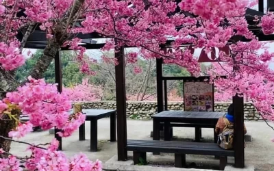 Fushoushan Cherry Blossom Garden & Lishan One-day Tour (Taichung City Pickup)