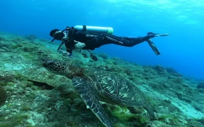 Bear Diving - Xiaoliuqiu Shore Diving Tour Diving (Diving license required)