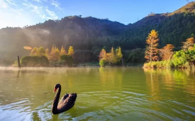 Mingchi Forest Recreation Area Tickets