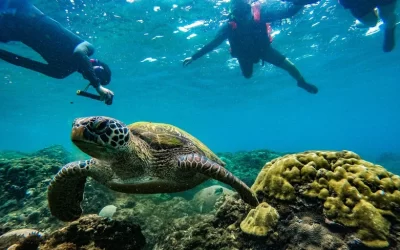 Pingtung Kenting｜5 minutes from the sea｜SUP free snorkeling ecological tour｜Photos after color correction