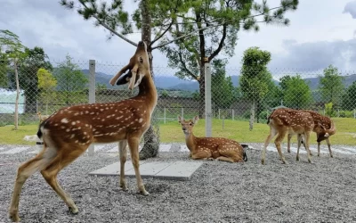 Yilan Grandpa Deer Farm Admission Ticket