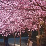 Wuling Farm One Day Tour (Departing from Taipei & Yilan)