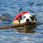 Taipei: Pet Tourism - One-day tour to Heping Island, Jinshan Old Street, and Laomei Shicao
