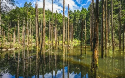 Nantou Sun-link-sea & Xitou 2-Day Tour