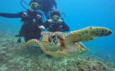 Xiaoliuqiu: Experience diving,One-to-one license-free