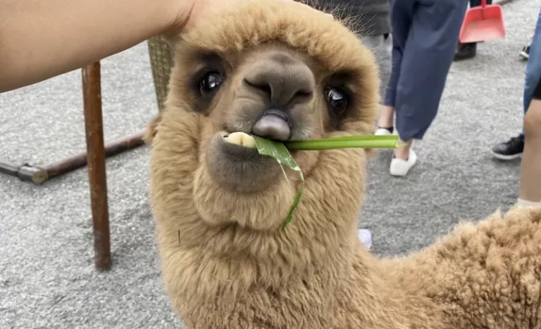 w9nek4caqf2ldfywtxqd