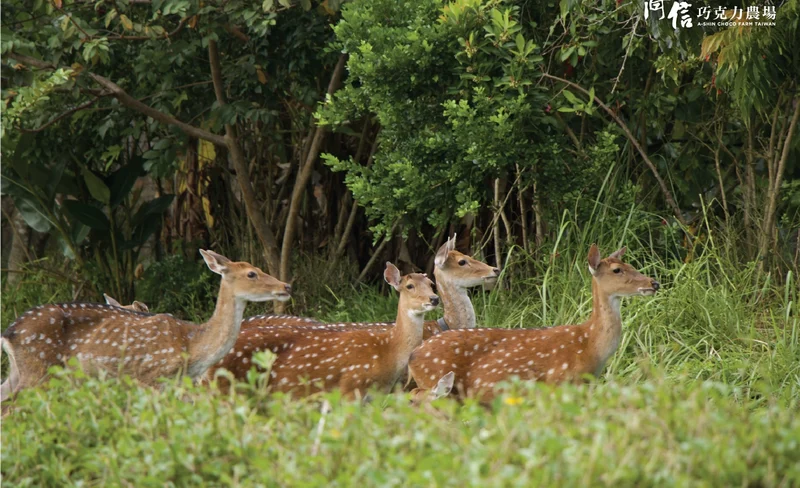 Pingtung Niujiaowan River Tracing Experience