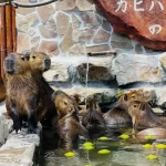 Zhang Mei Ama's Farm Yilan Capybara Ticket