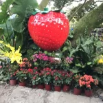 Taipei: Daluntou Strawberry Farm