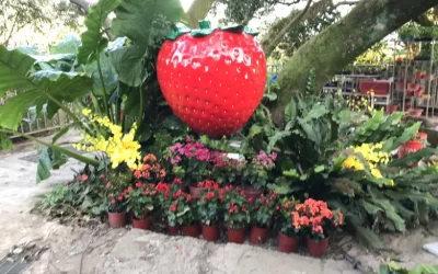 Taipei: Daluntou Strawberry Farm