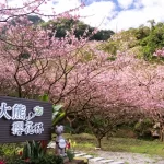 Three Gorges Big Bear Cherry Blossom Forest