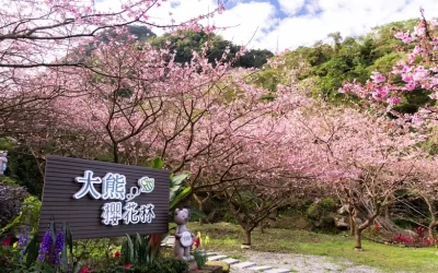 Three Gorges Big Bear Cherry Blossom Forest
