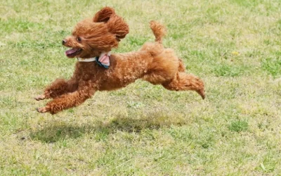 Miaoli: Pet Tourism - Zhuoye Indigo Dyeing Experience & Happy Picnic Fun