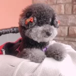 Aibo Pet Grooming - Bathing & Styling