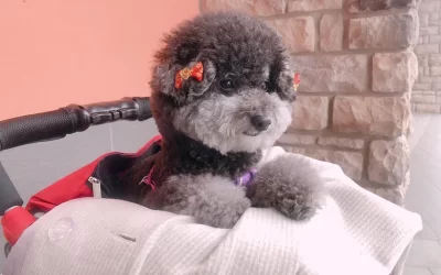 Aibo Pet Grooming - Bathing & Styling