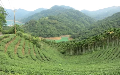 Pinglin and Maokong Tea Culture Day Tour from Taipei